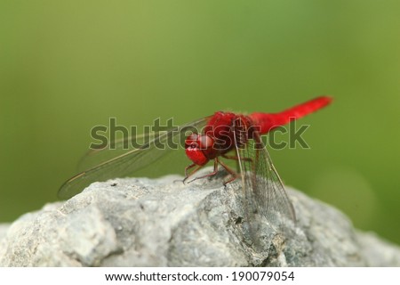A red winged insect sitting on a rock against a blurred green background.