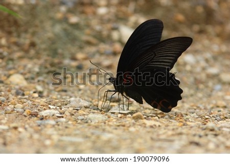 A black and red butterfly resting on a rocky surface.