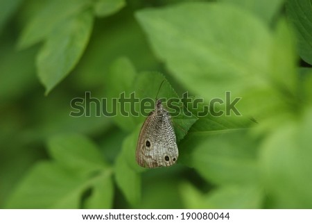 A small moth against a grouping of green leaves.