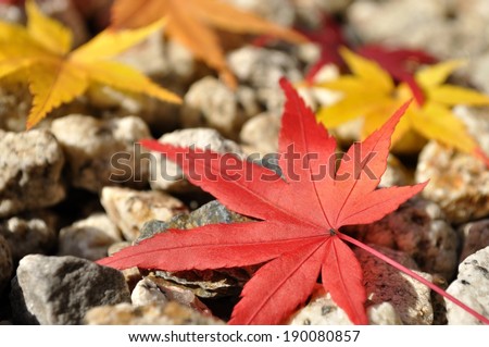 Red, orange and yellow maple leafs lying on rocks.
