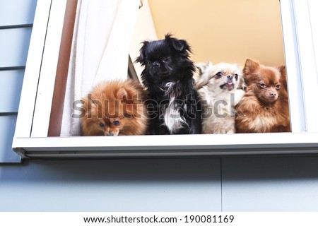 A group of puppies looking out from the window.