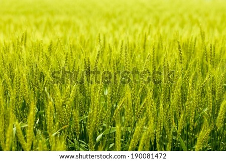 A field of fresh green wheat in the sun.