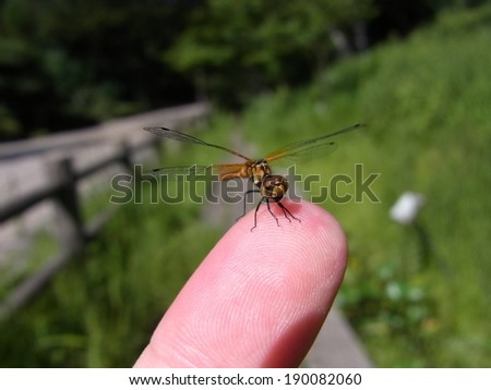 A dragonfly landing on the tip of someone's finger.