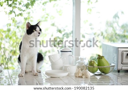A black and white cat sitting on a white tiled kitchen top.