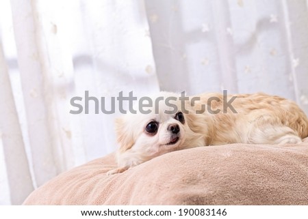 A small dog lying on a fluffy pillow.