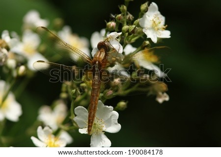A light and dark bodied insect with gold wings, hovering by a cluster of white flowers.