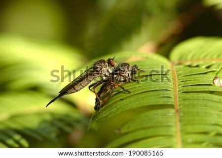 Two flying bugs on the leaf of a plant.