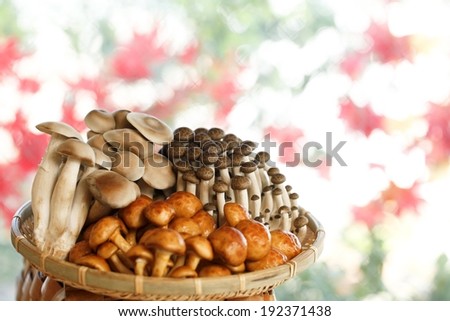 A woven basket filled with different types of mushrooms.