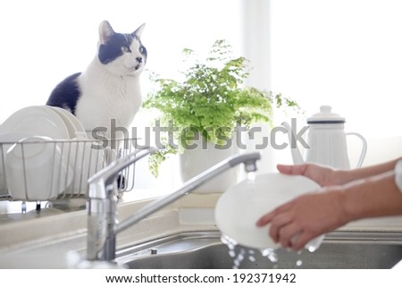 A cat looks on while someone washes dishes in a brightly lit kitchen.