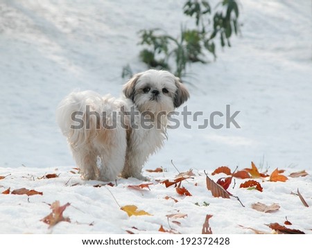 A small white dog standing outside in the snow with colorful leaves on the ground.