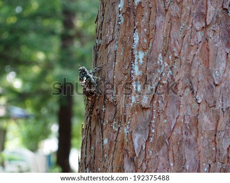 A brown moth camouflaged against the trunk of a tree.