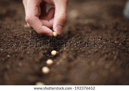 A row of seeds being planted in the soil.
