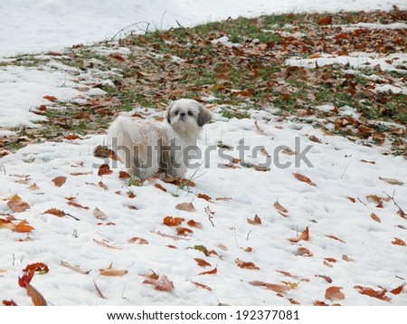 A small white dog standing on snow outside.
