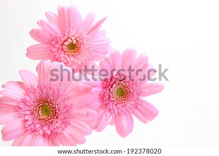 Three blooming pink flowers are grouped all together.