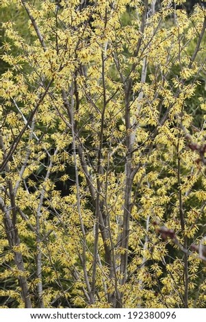 Several yellow colored leaves hanging from many tree branches.