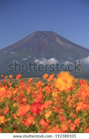 A field of flowers sitting near the base of a mountain.