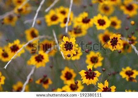 Several yellow and brown flowers growing beside each other.