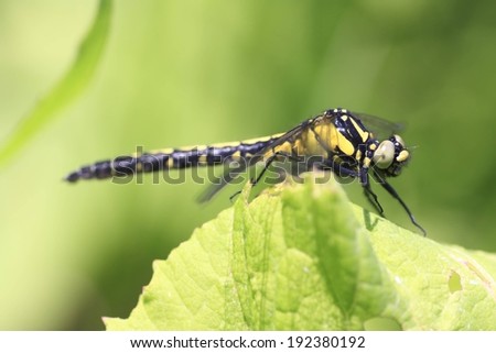 A black and yellow dragonfly sits on top of a leaf.