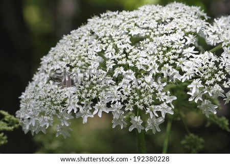 A mound of tiny white flowers on long green stems.