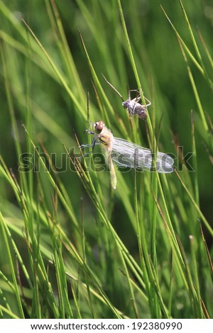 A flying insect with white wings holds onto a blade of grass.