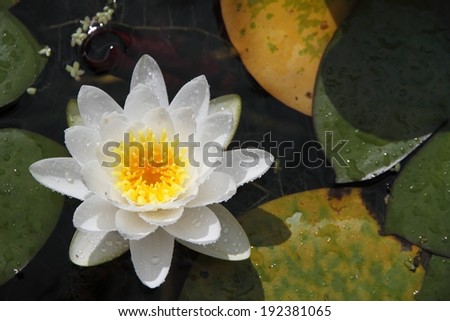 A white flower floating in water among lily pads.