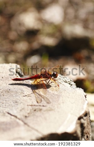 A small red insect with yellow tinted wings relaxing on a rock.