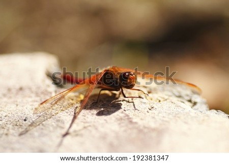 A small orange winged insect resting on a rock.