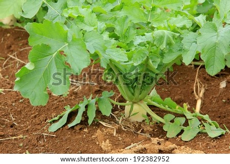 A leafy plant growing in soil with others behind it.