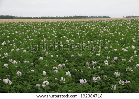 A large grassy field with a large amount of flowers.
