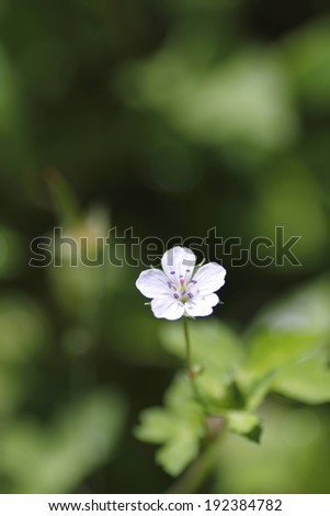 A single white flower stands alone in a green leafy area.