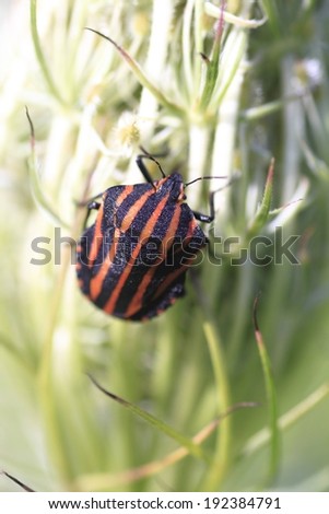 A black and orange vertical-striped insect perched on a pale green plant.