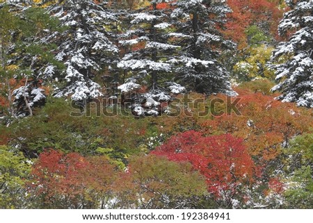 Snow covered pine trees lined among colorful bushes.