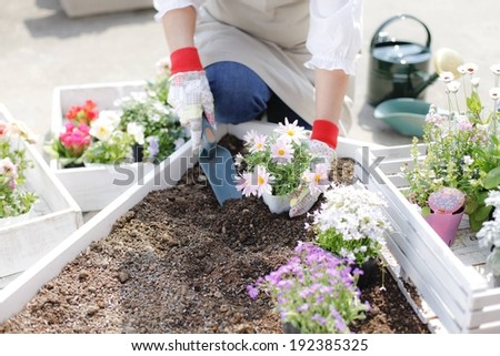 A woman plants pink flowers in a raised flower bed.