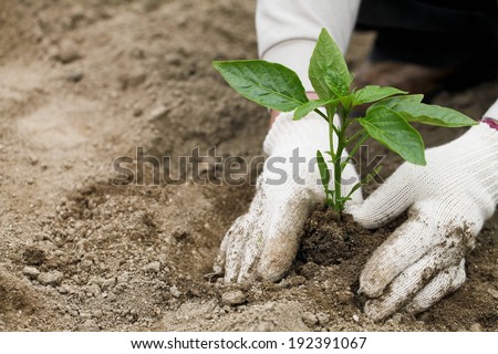 A person smoothing dirt around a newly planted plant.