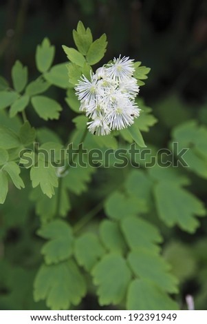 A small group of white flowers surrounded by a large amount of green leaves.