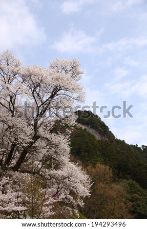 A large tree with blossoms in front of a tree covered mountain.
