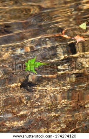 A bright green leaf casts a shadow in the clear water.