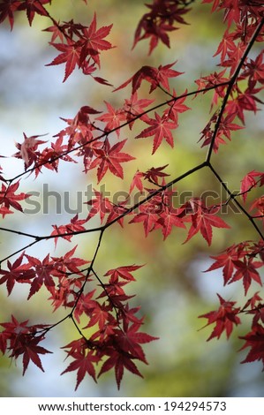Brilliant red maple leaves on the outer branches of a tree.