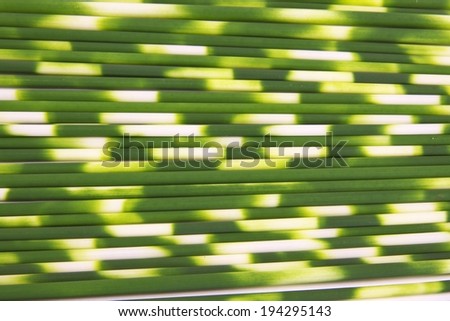 The sun shining through on green bamboo plants.