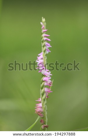A delicate twisted flower stem with multiple little pink flowers