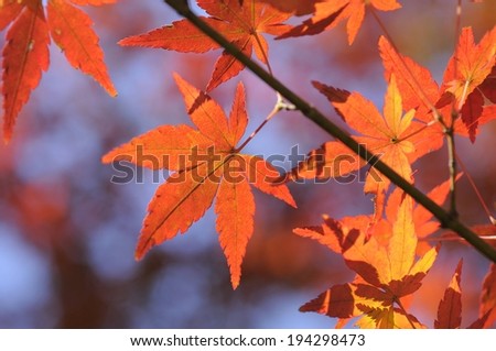 A tree branch with colorful leaves hanging down.