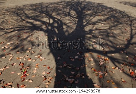 A mighty tree casts its shadow on a paved surface with its leaves scattered around.