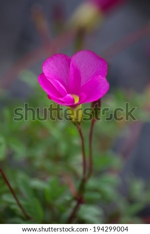 A dark pink flower with the stem and green plants behind.
