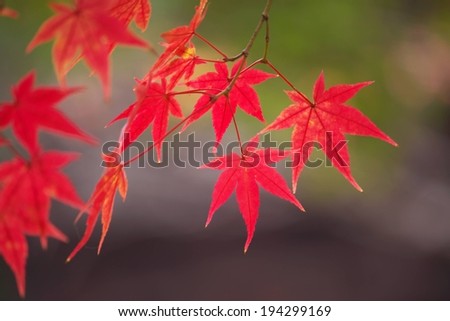 A green and gray background with red leaves hanging down.