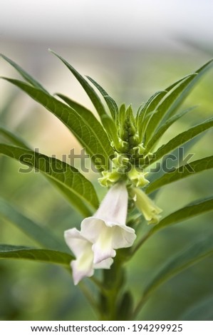 A white flower with unopened buds and long green leaves.