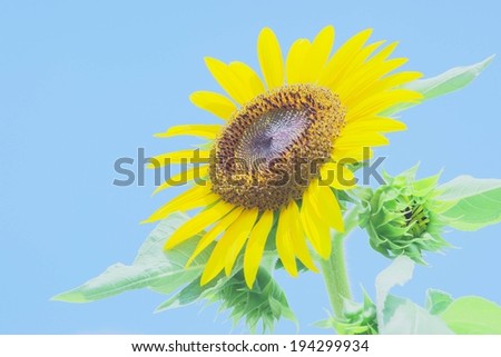 An open sunflower pointing its head toward the sun on a clear day.