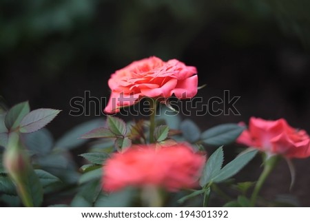 Three red roses with stems and leaves showing.