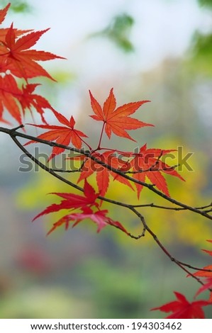 A thin tree branch with various red leaves.