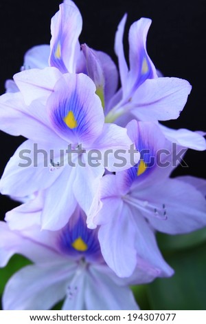 Beautiful purple and yellow flowers blossom against a black background.