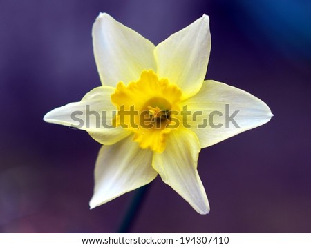 A white flower with six petals and a yellow center.